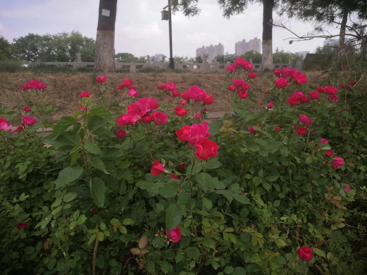 运河岸边上的月季花。