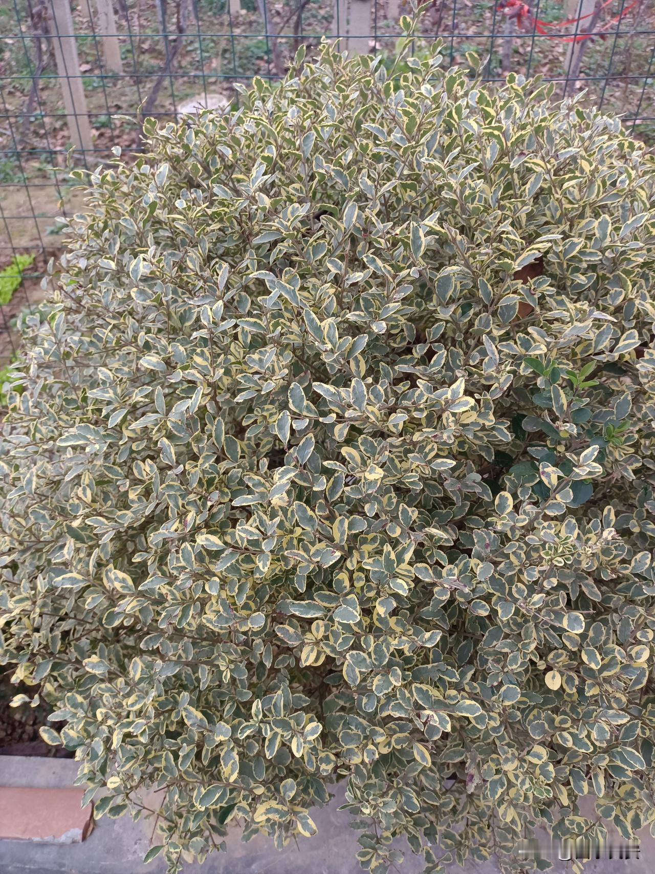 小区楼下，
小树不修不直溜
楼下这丛叶子带黄边的小树，看着普通但特有劲儿——不管