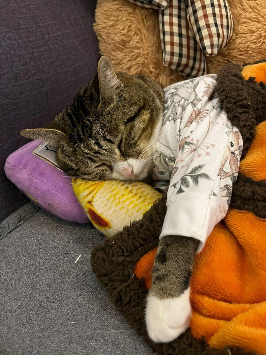 姨姨们晚安😴抱着小鱼睡觉觉啦