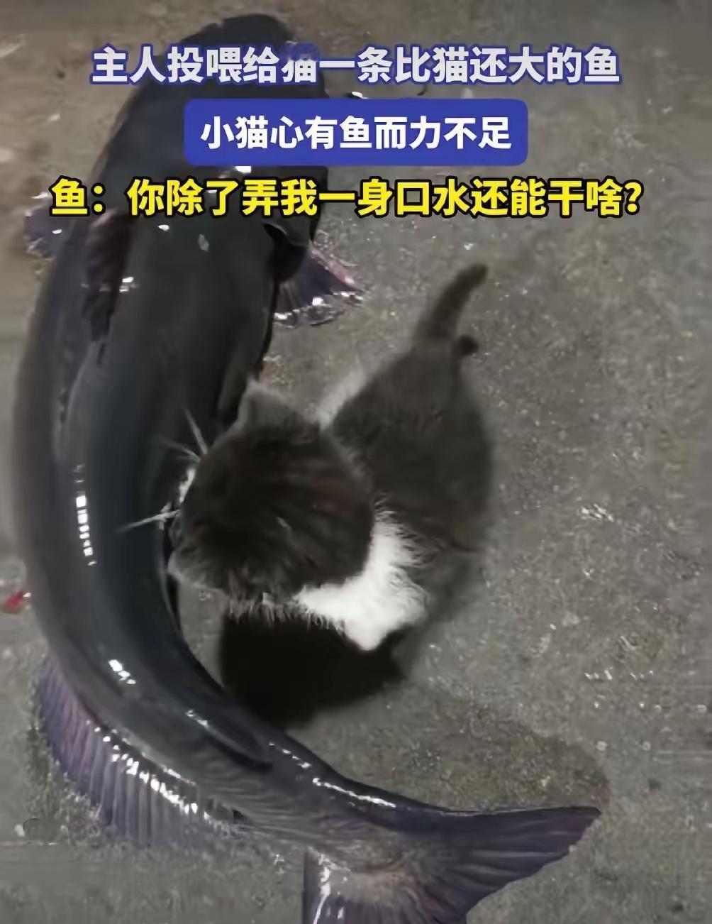 新疆这只小猫咪直接笑翻全网！
      主人给它摆了一条比它还大的鱼，小家伙凑