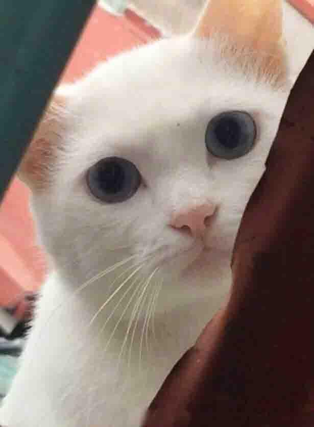 喂了一次流浪猫之后 每天来灵魂拷问