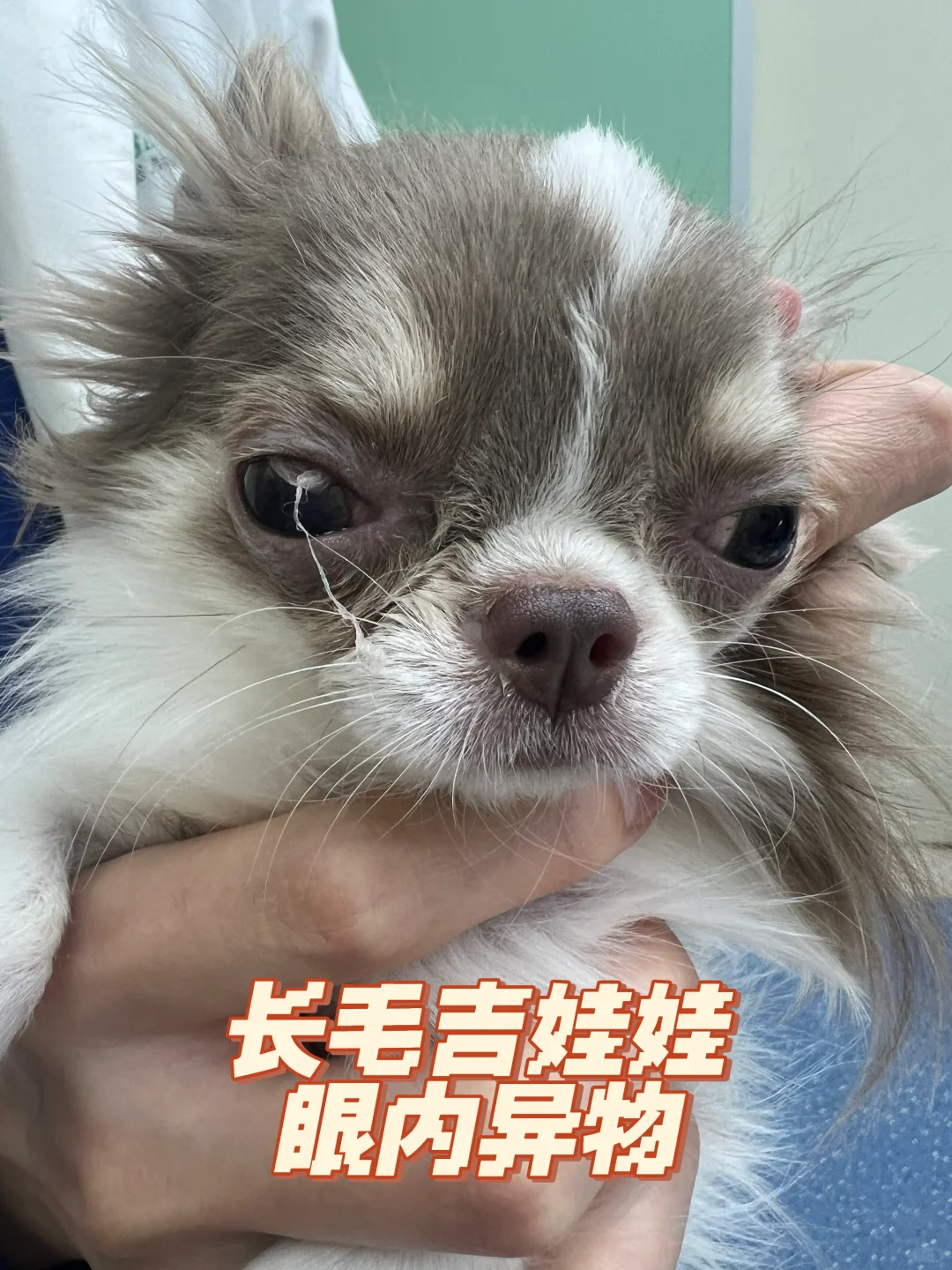 长毛吉娃娃莫名可爱～