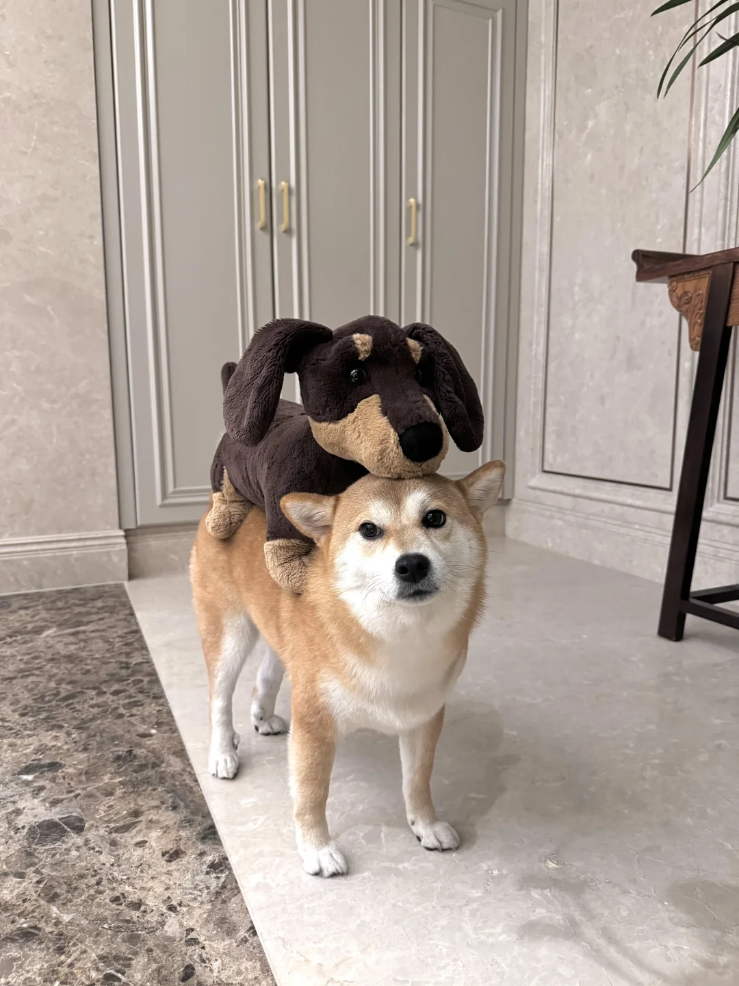 生活不易 小狗卖艺