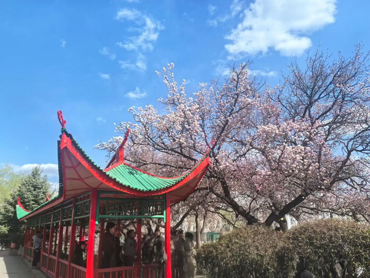 给大家分享一张花开的照片。照片里玫瑰花开正好，灼灼其华，明艳不可方物。那娇艳的花