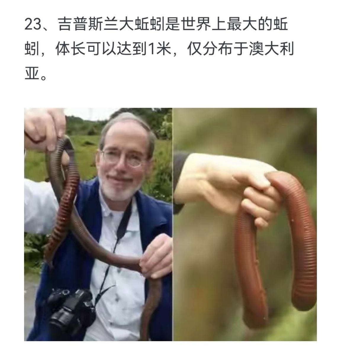 吉普斯兰大蚯蚓是世界上最大的蚯蚓，体长可以达到1米，仅分布于澳大利亚