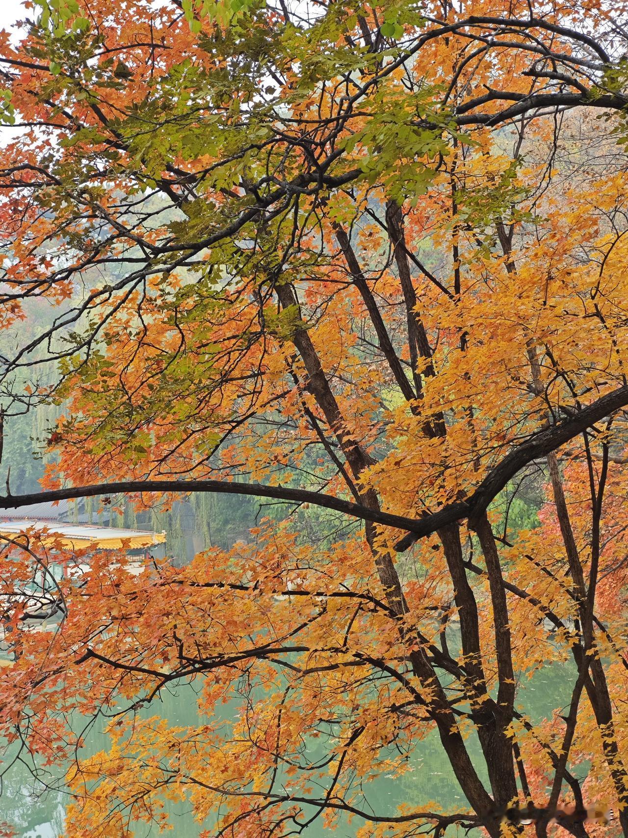 上周去了颐和园，阴天有点辜负了美景，只转了三分之一就出来了，出来在后湖那看到这般