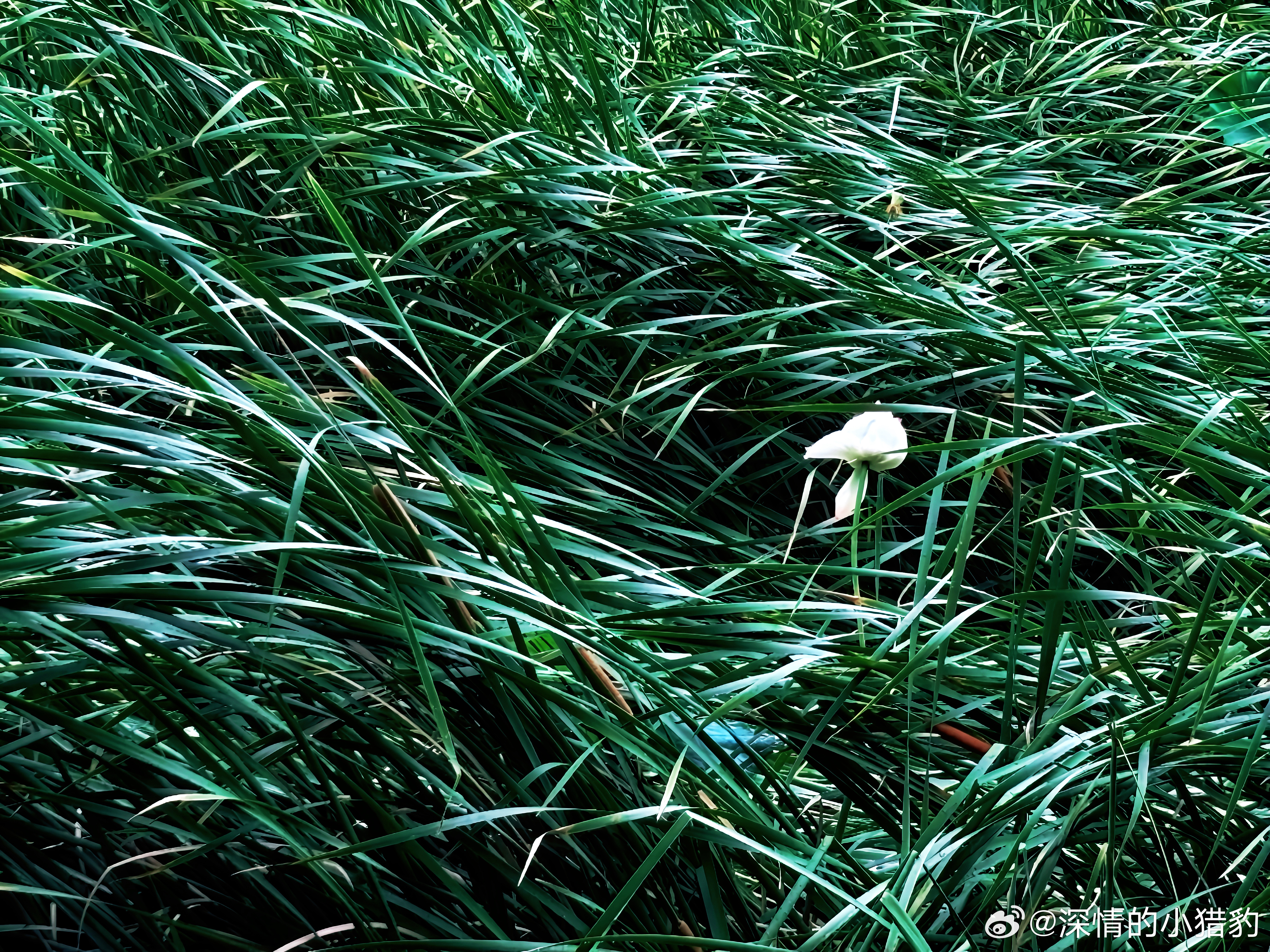 Wind flower 