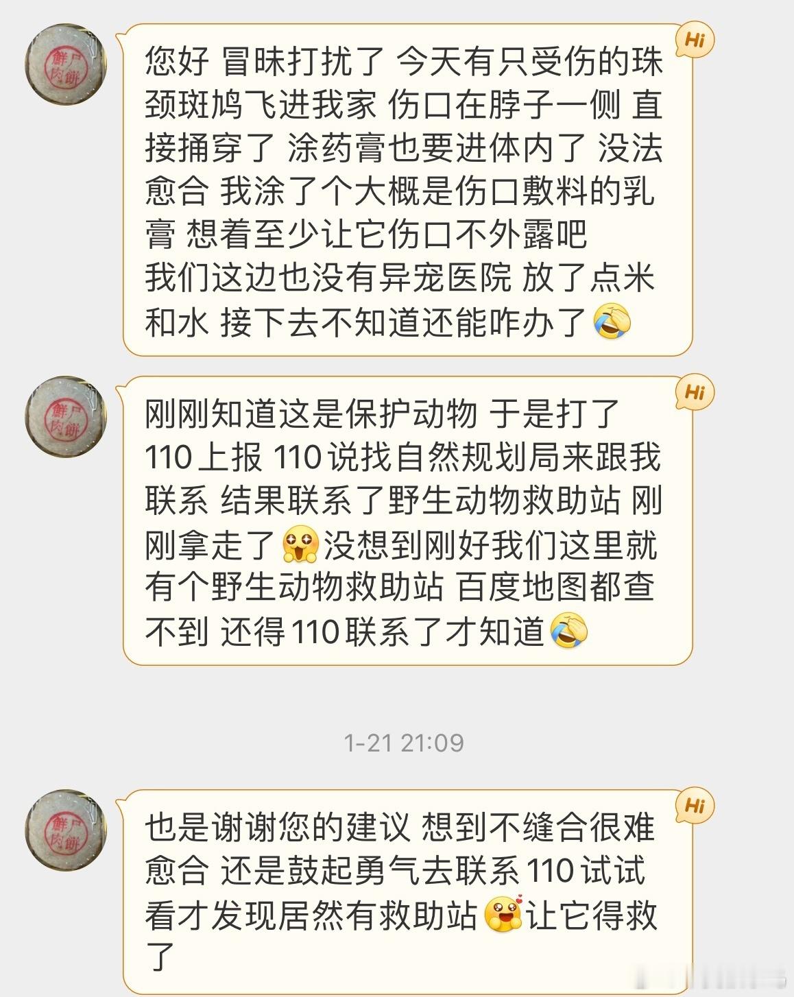 #鸟粉投稿# 飞屋里的【珠颈斑鸠】脖子受伤了🤕了  联系110后被野生救助站接