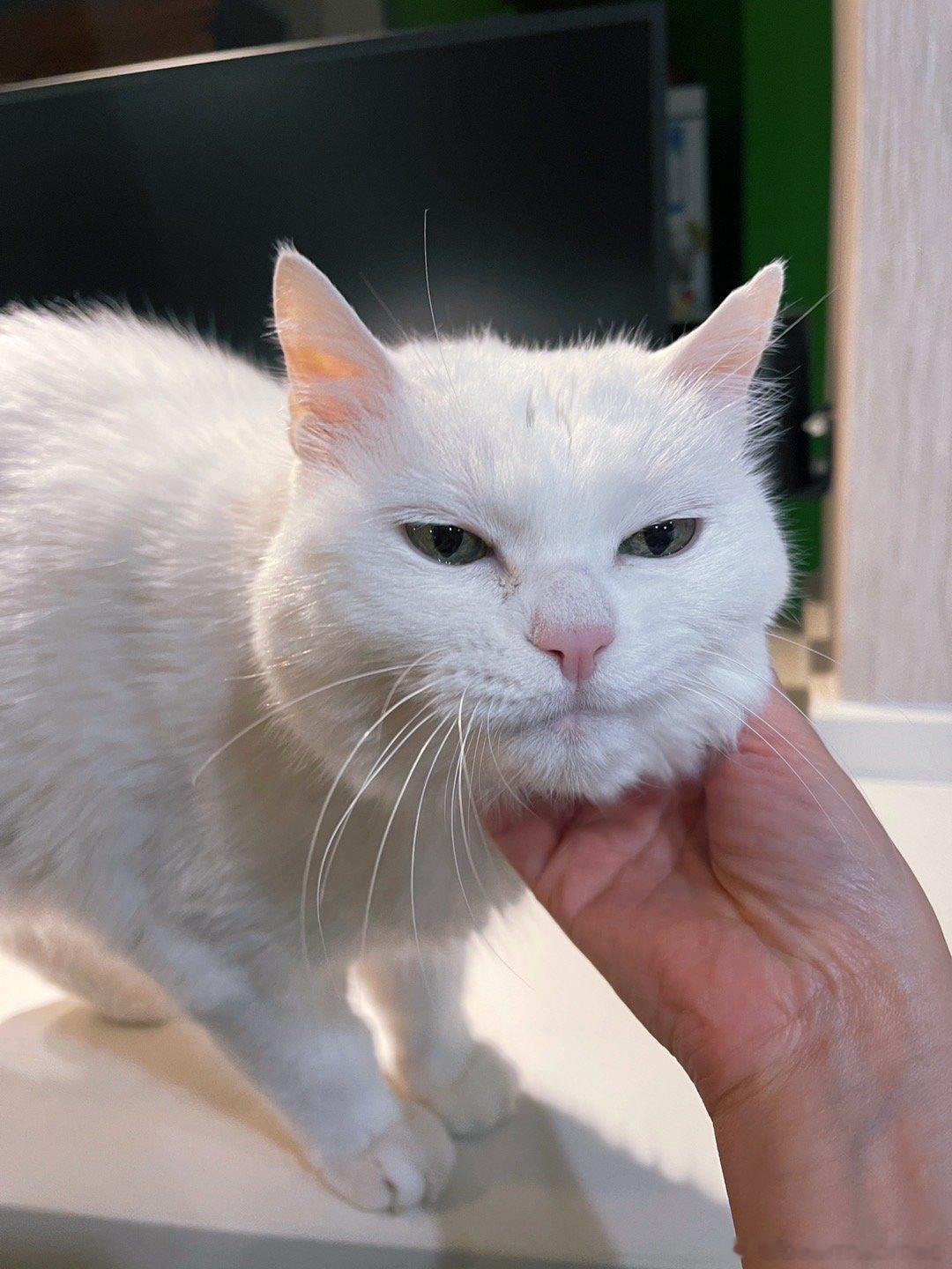猫猫我啊，每天都在焦急的等妈回家 ​​​