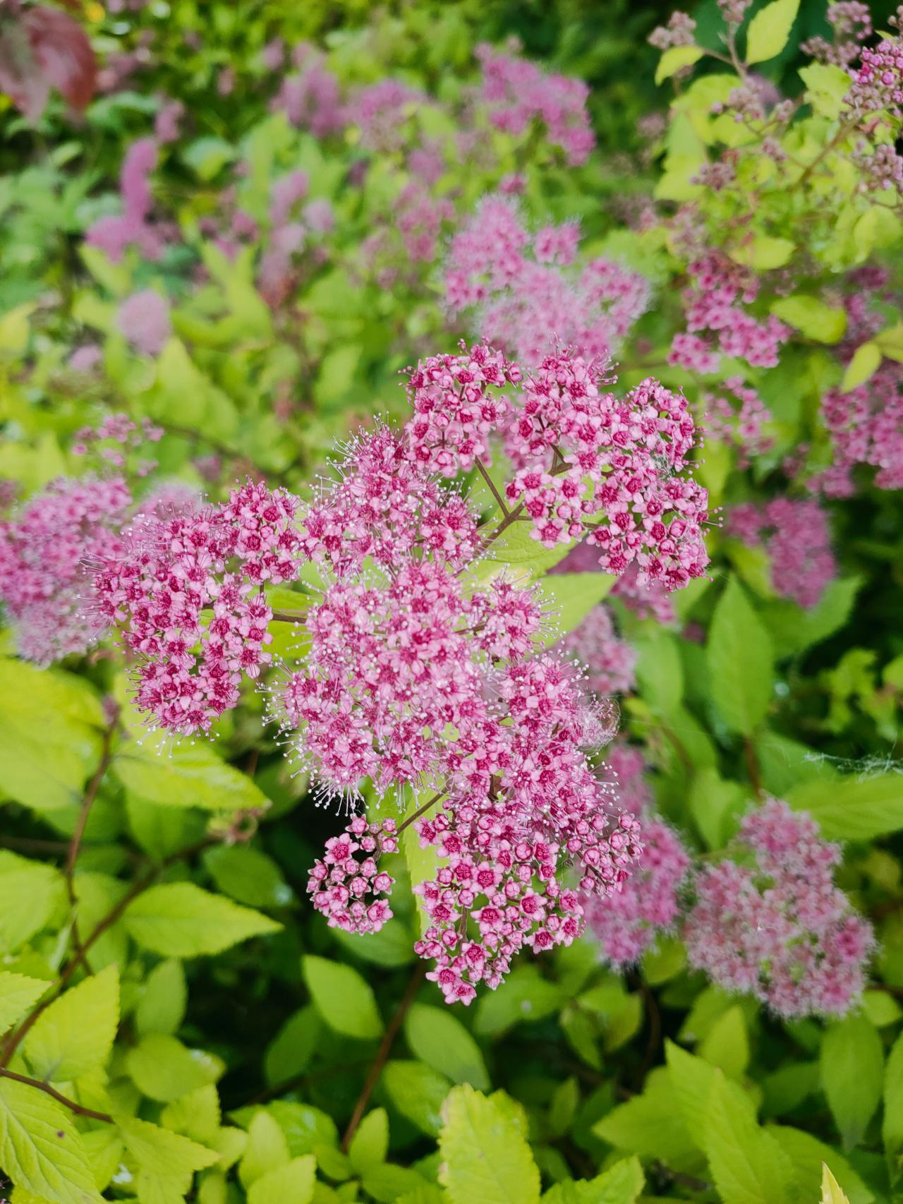 真心话茶局