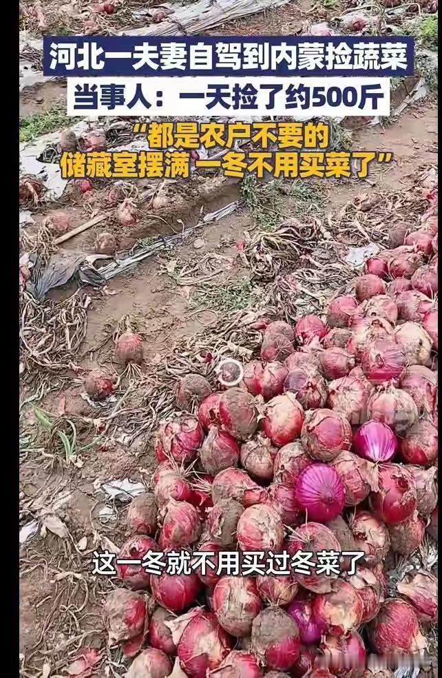 近日，河北一夫妻自驾到内蒙捡蔬菜，当事人：一天捡了约500斤，都是农户不要的，储