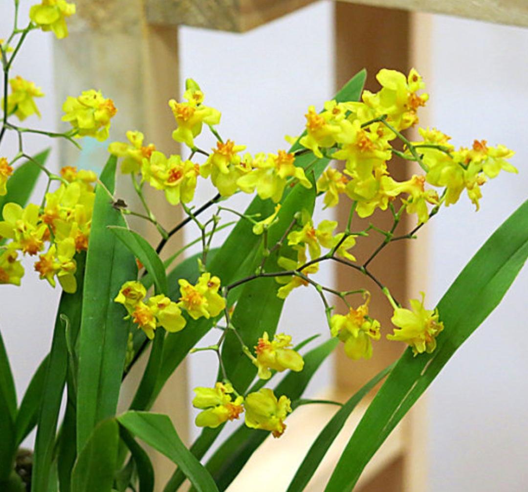 晒出你手机中盛开的花朵文心兰，文心兰养植时就是不能缺光照，但是也不能暴晒。