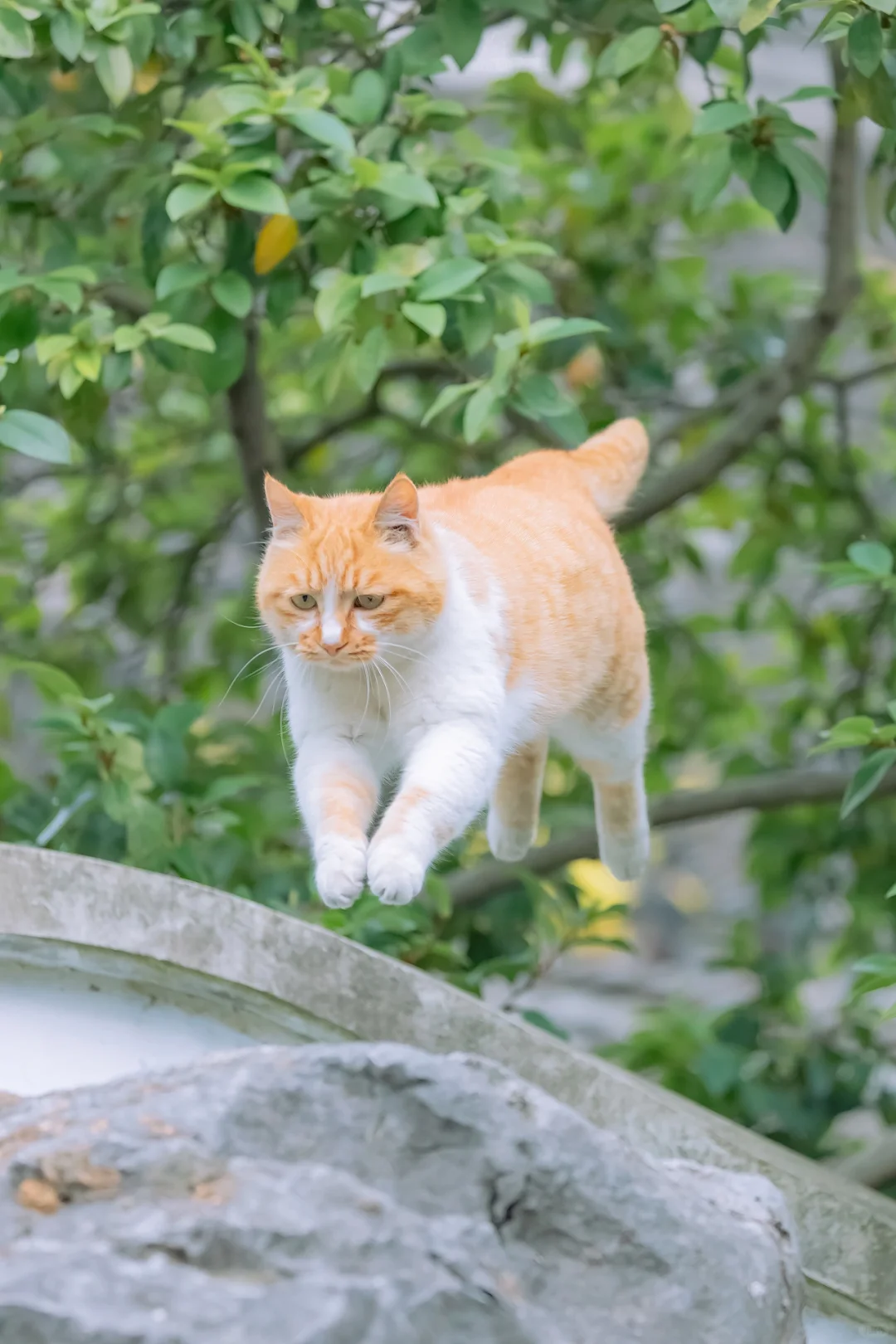 转运小飞橘