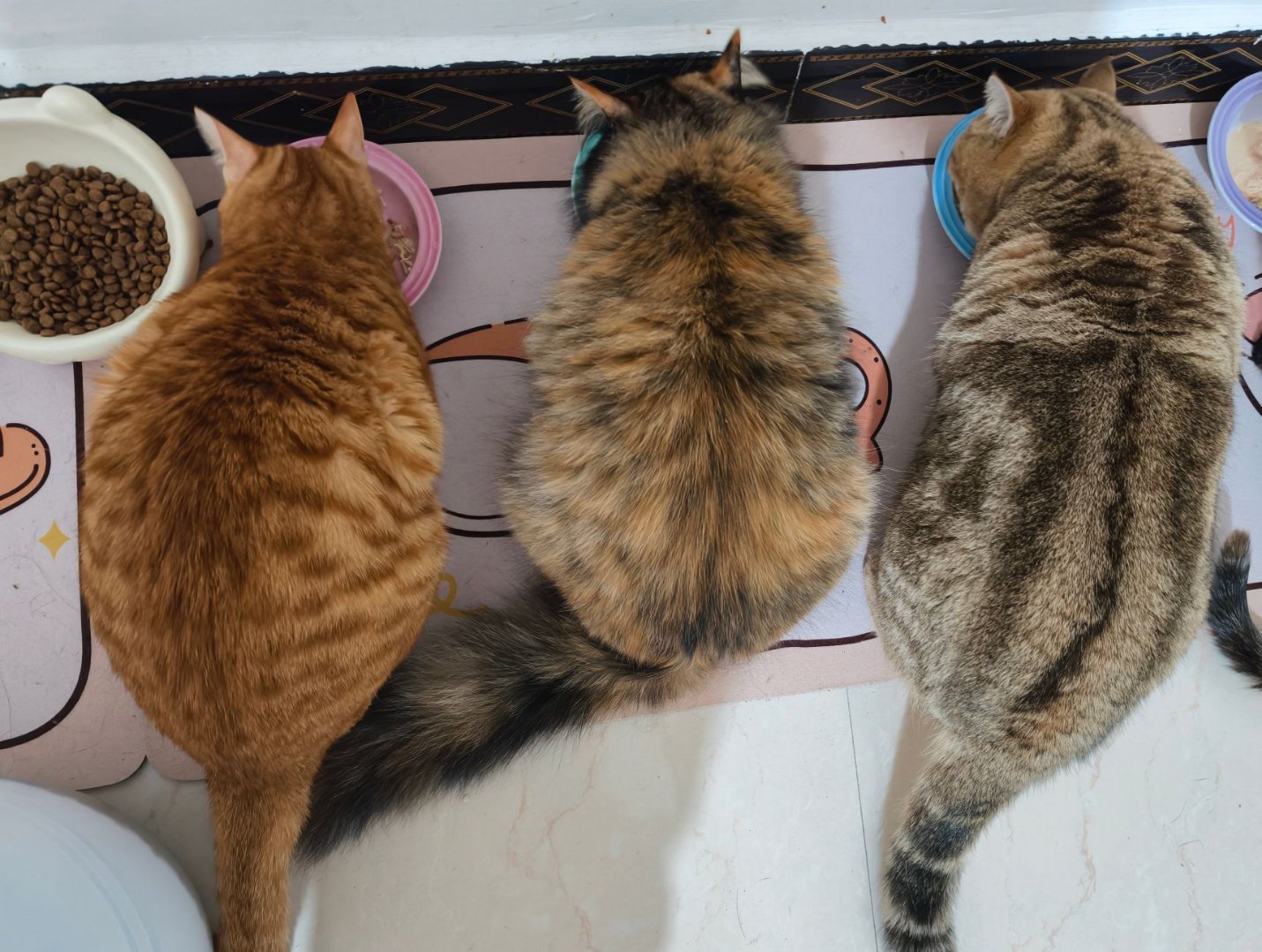 男子为小猫治恶性肿瘤376天花近3万有些东西不是钱可以衡量的，花掉了一个多月工资