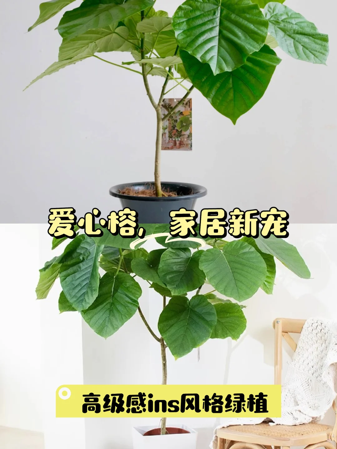 🌿爱心榕：家居绿植新宠🌿