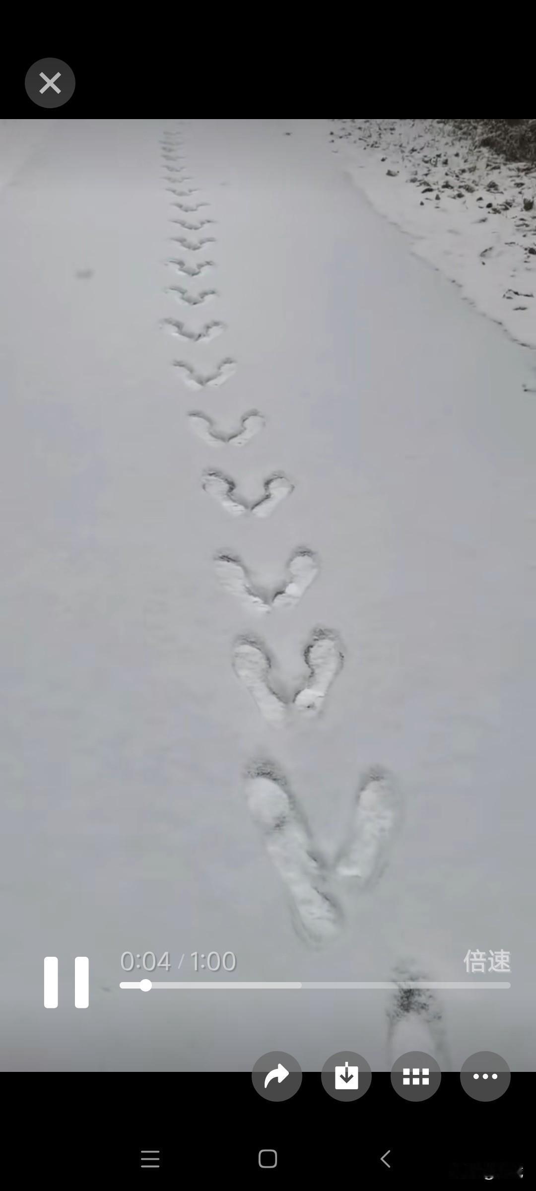 2025年11月8日，星期六，东北东部延边州普降冬雪，延边中华户外挺进图们市日光