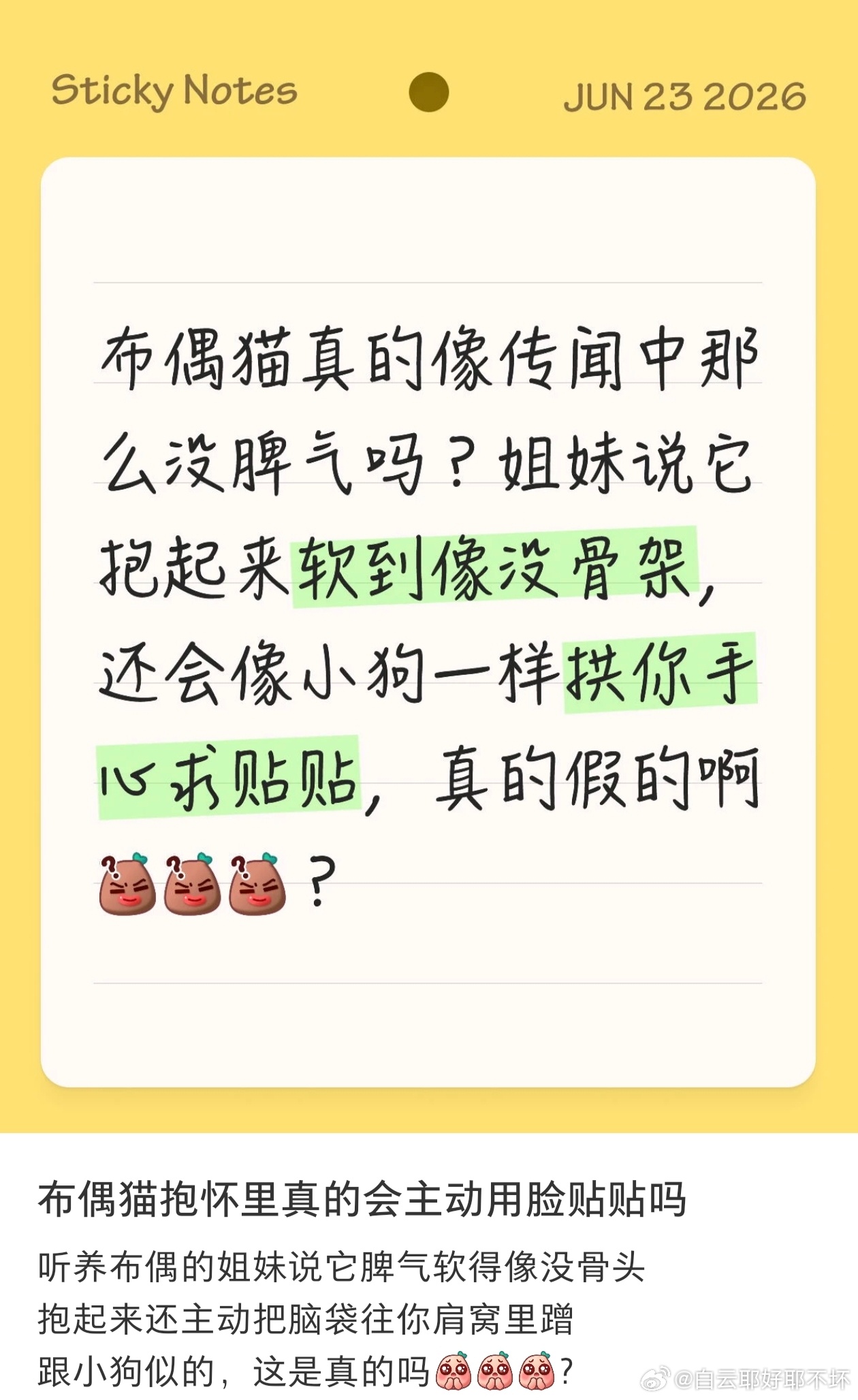 金小猫概念 