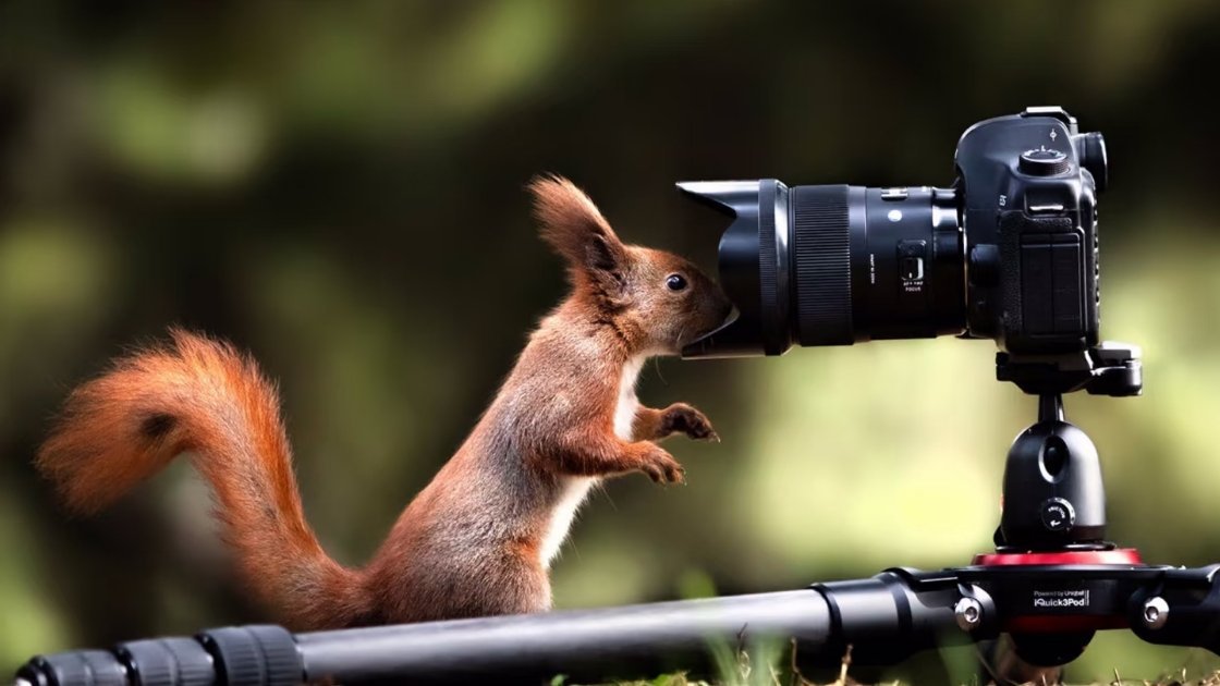 任苒时光 🐿️📸松鼠🐿️：“吱吱……噜噜……呼叫御用摄影师📸…pose已