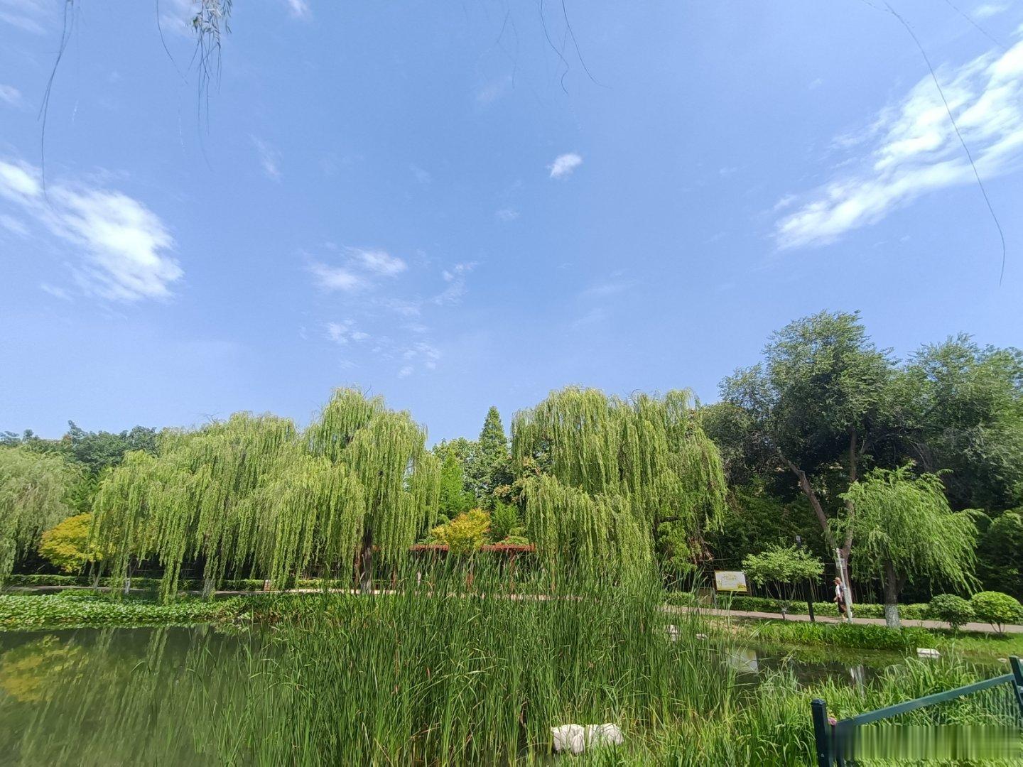 手机摄影 风轻云淡秋意点点，澄澈美好飘然而至 