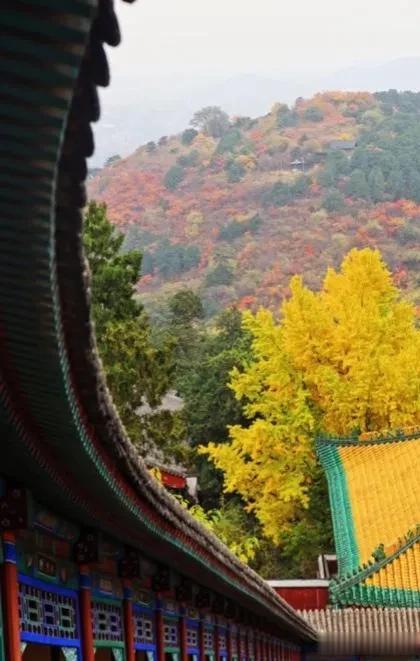 #用镜头留住美好瞬间#  
秋北京，雨桂林，雾重庆，夜上海。北京的秋天有多美，老