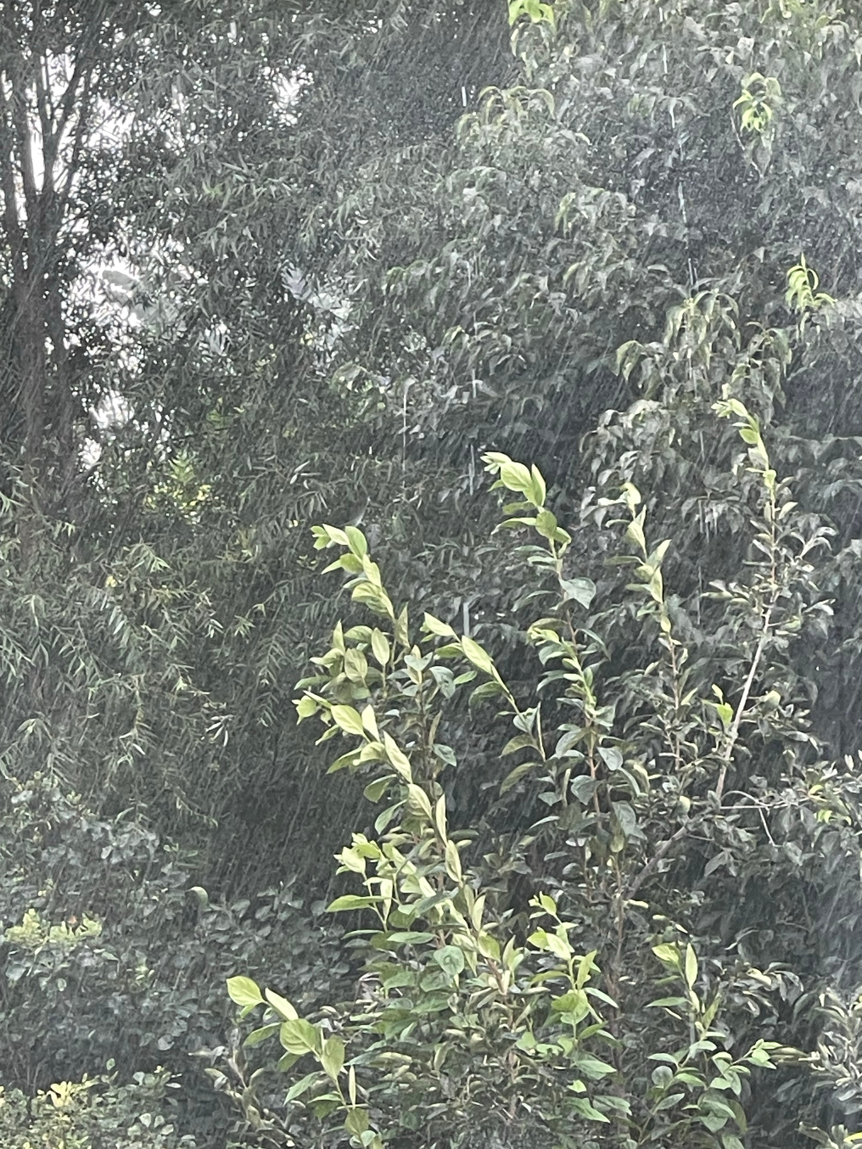 胖头莎昱_  天气预报没报有雨结果下雨了🌧️ 