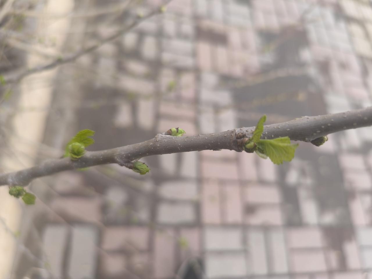 春天与其他季节不同的地方在于，那一丁点嫩绿。