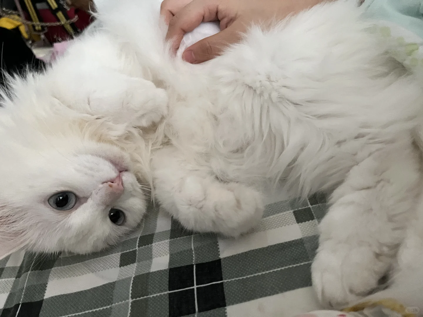 怎么会有这么嗲的小猫咪