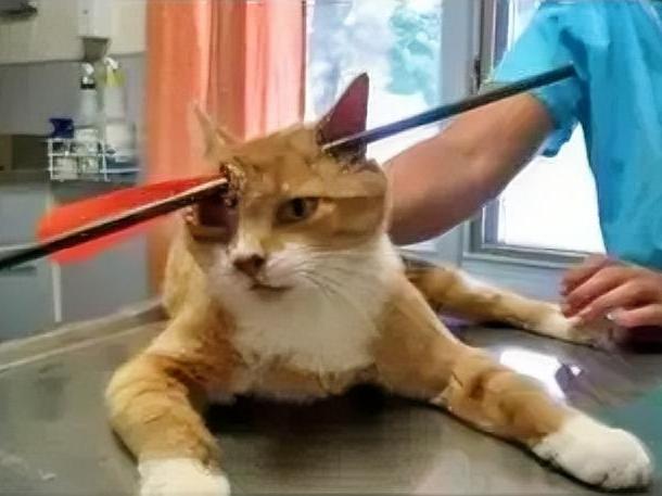 骗领养虐杀上千只猫！男子境外接单定制死法，群里还有金主悬赏，警方已立案！
 
我