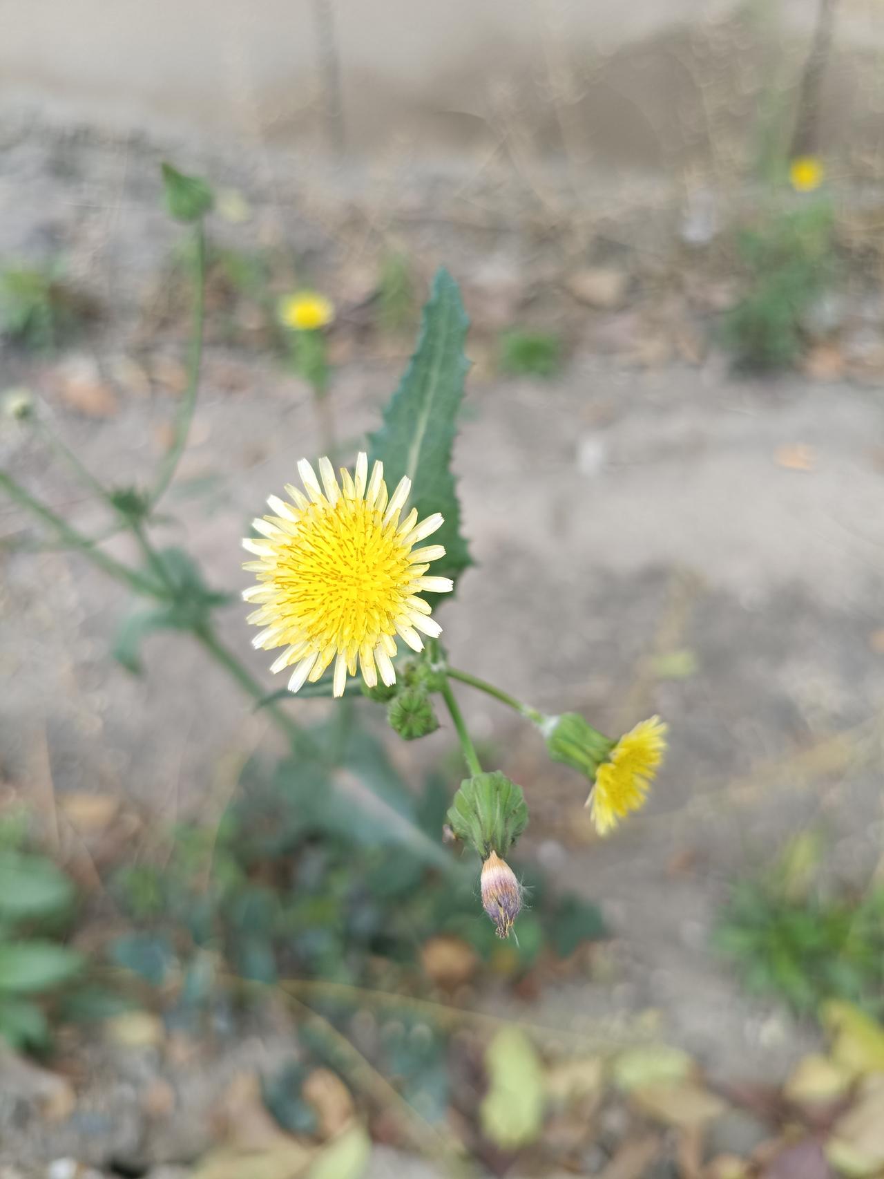 路边小花