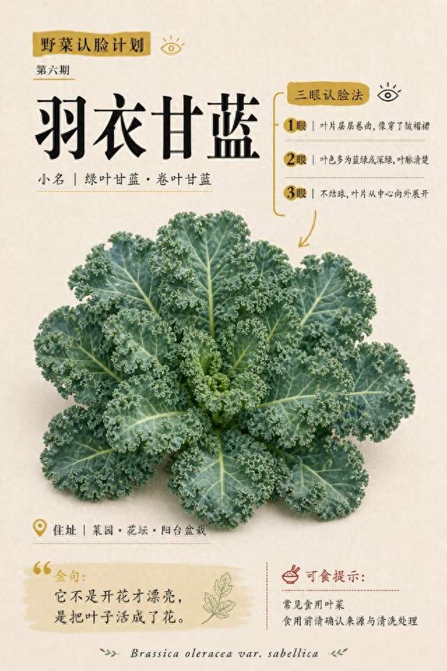 羽衣甘蓝被曝农残超标？爱喝羽衣甘蓝奶茶的人，真的该醒醒了