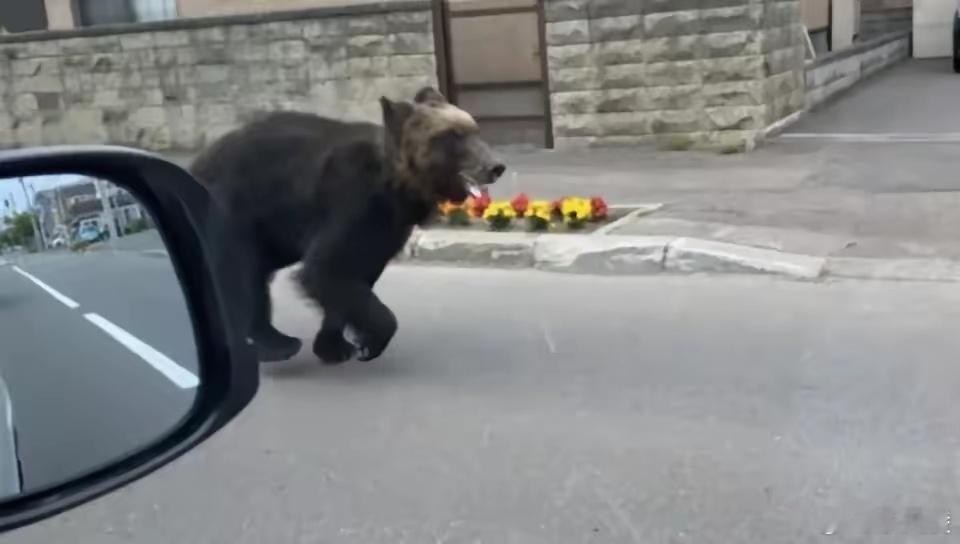明面上喊着防熊患，说棕熊闯领馆、堵机场，10人丧命创纪录，实则把局势风险藏在“动