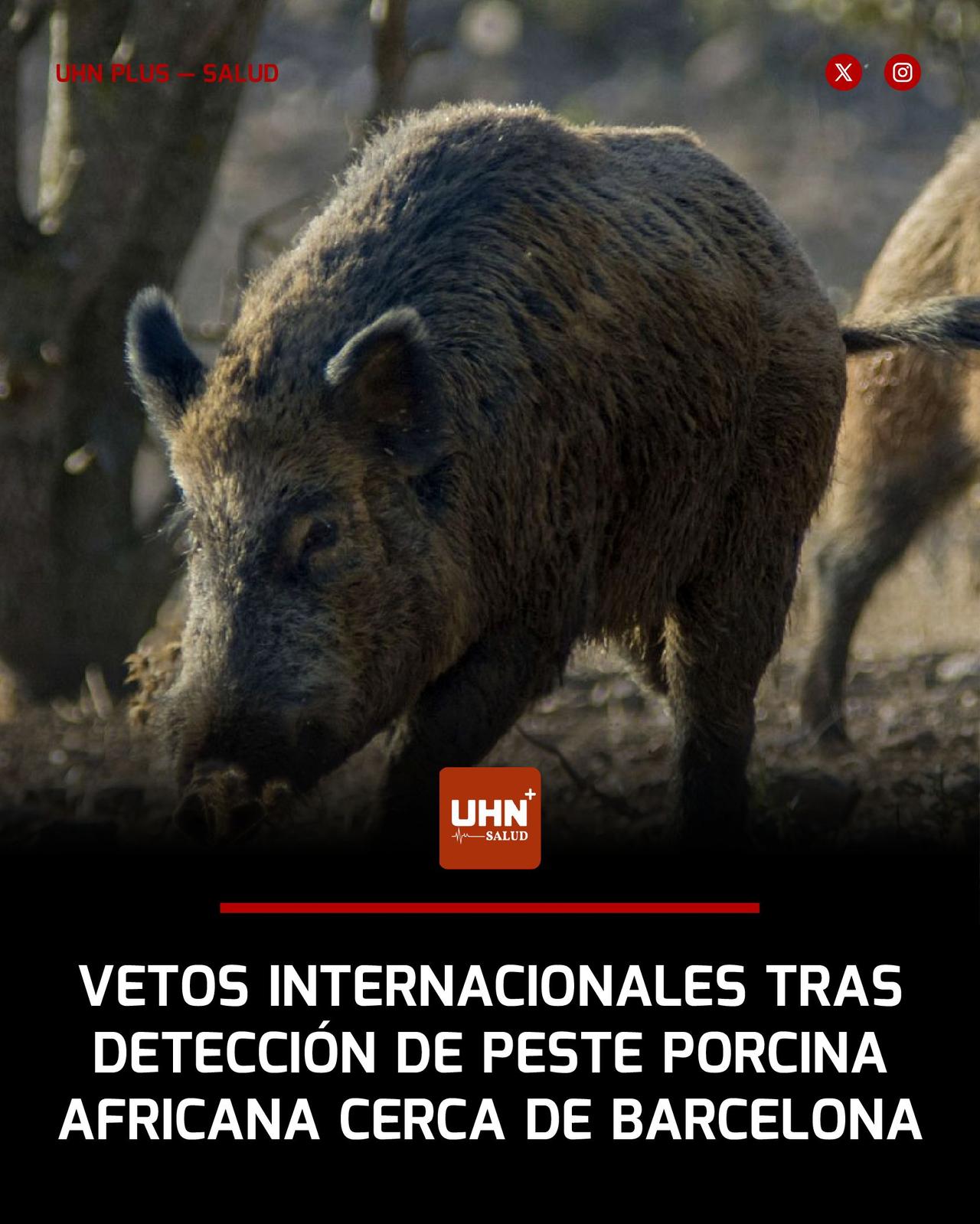 卫生警报——西班牙在科尔塞罗拉地区发现死亡野猪后，确认出现自1994年以来的首例