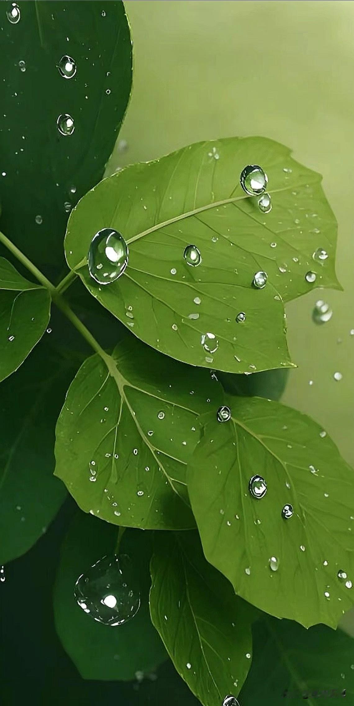 《秋雨连绵不绝盼天晴》

云垂渭水，烟锁陈仓，
秋雨，秋雨，
无昼无夜，声声滴碎