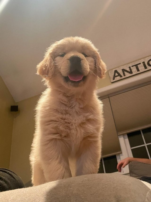 被恶犬捕获的第一视角 