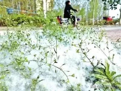 吟杨柳花
          一
漫天白雪不纳凉，
势同红日驱寒光。
见风使舵逞