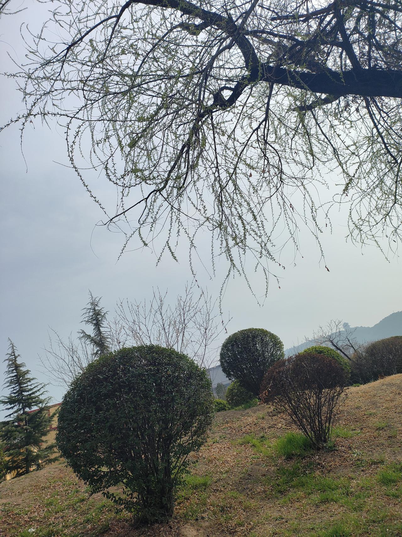 治愈系美景照枝桠间春意初显，嫩芽如星子般点缀在枝头，近处的灌木修剪得整整齐齐，远