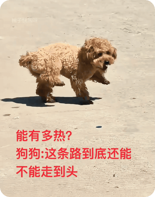 你没看错，这是条“热狗”，估计到不了家就熟了！