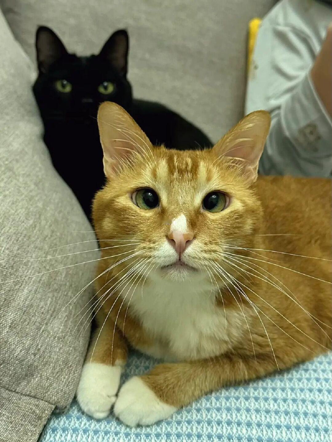 黑猫和橘猫自拍真的很吃亏🥹