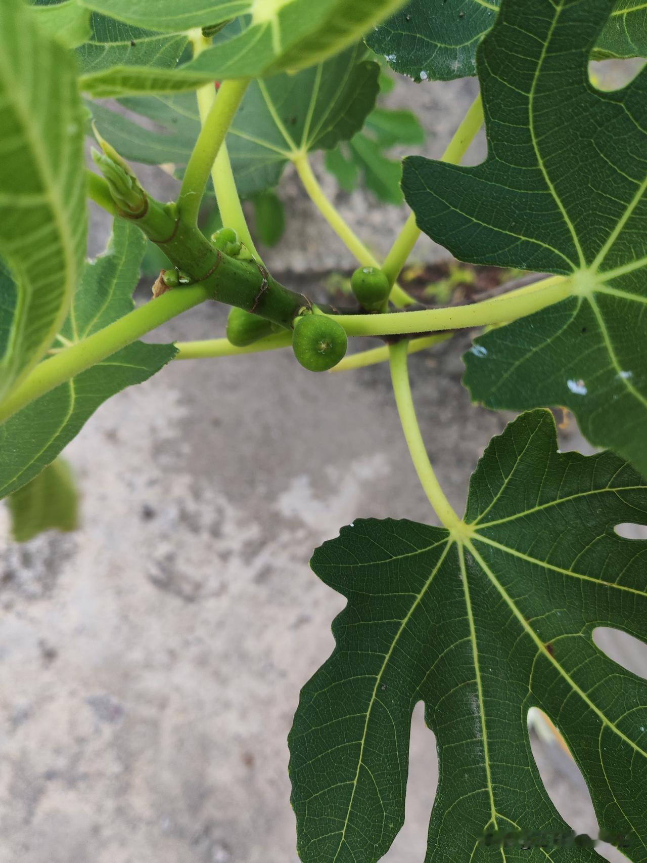 星光L可太牛了，直接让大六座进入10万时代。它的电磁式离合器超厉害，油电切换只需