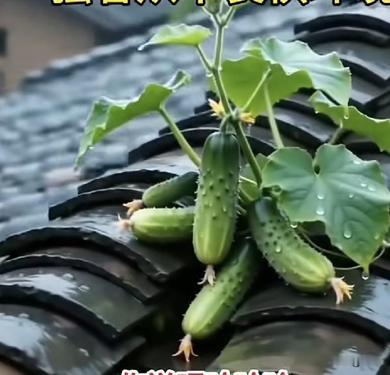 两人忽然发觉，他们虽然是朋友，虽然在一起吃饭喝酒，关系似乎应该更加融洽，其实各人