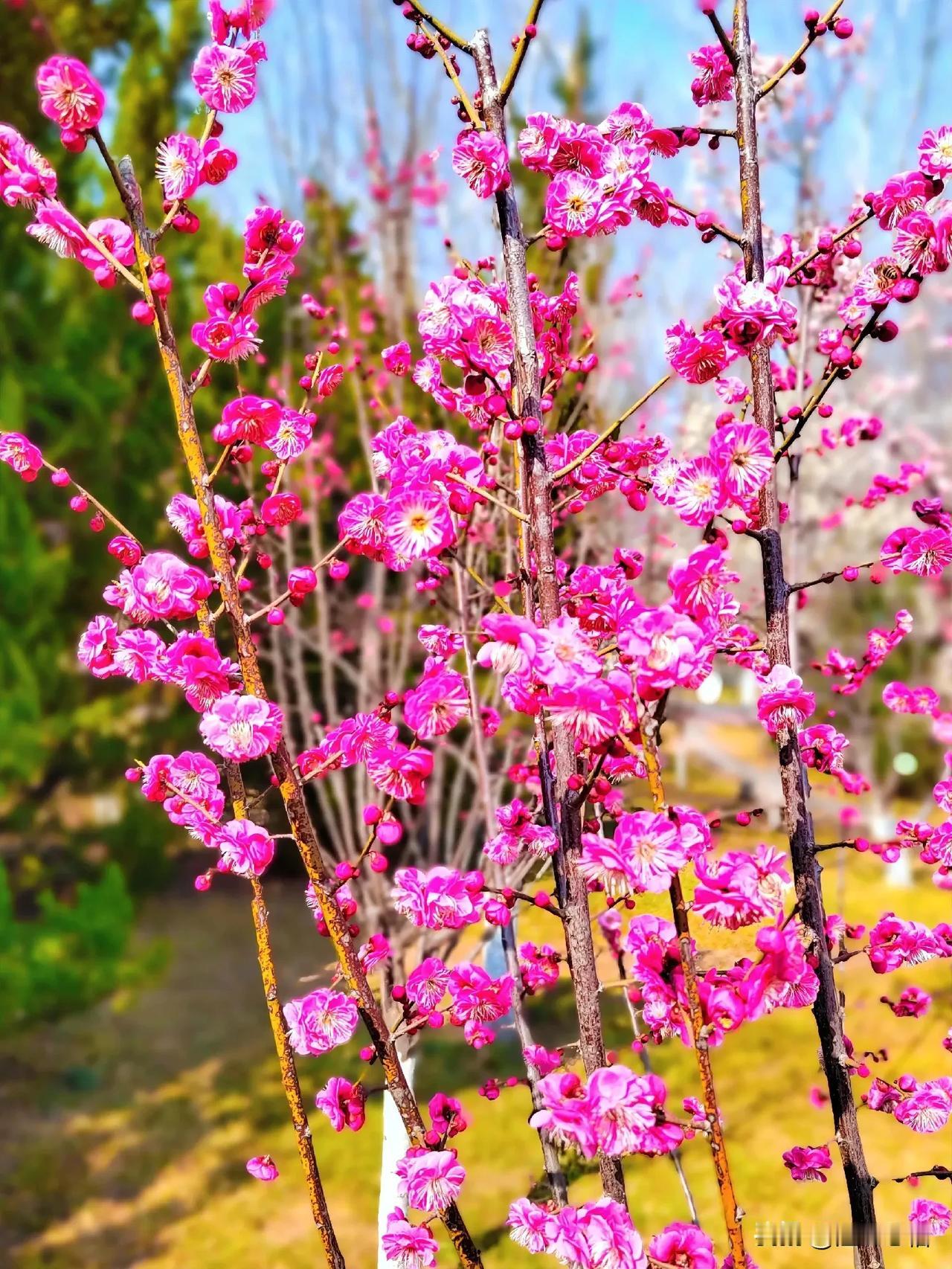 春日盛开梅花，满眼粉色浪漫。