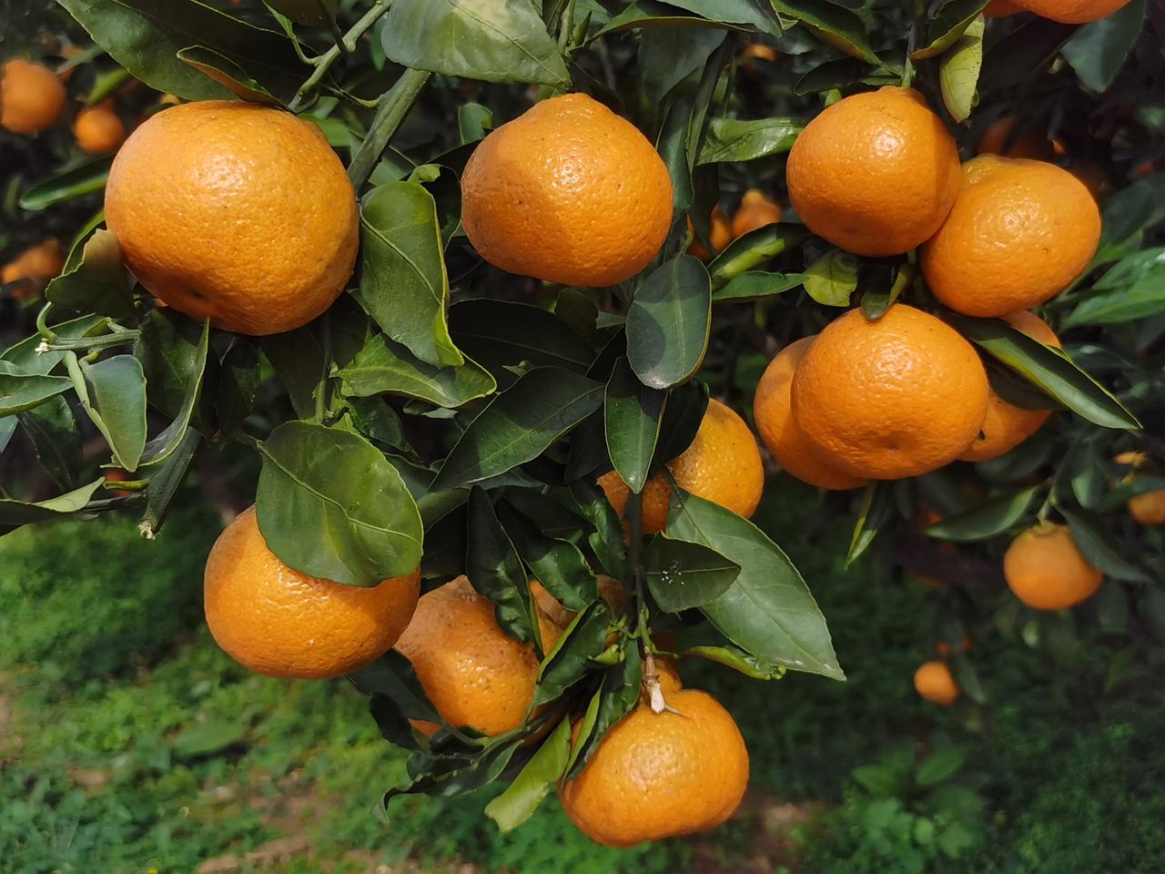 汉中花果山橘子