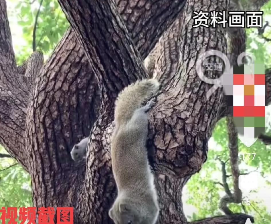 松鼠蹬了一女生的头，从容离去，毫不拖沓。

在杭州有女生走路时，无意中就被树上掉