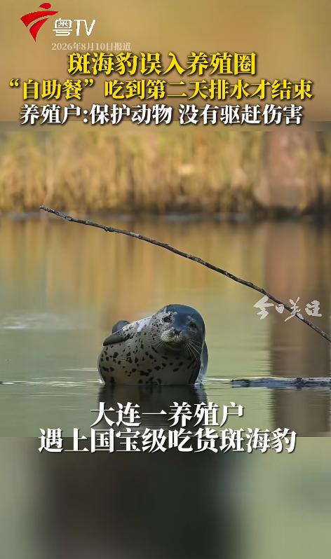 大连，一只斑海豹竟趁着上水溜进海参、基围虾养殖圈，面对一池子海鲜，直接开启了“自