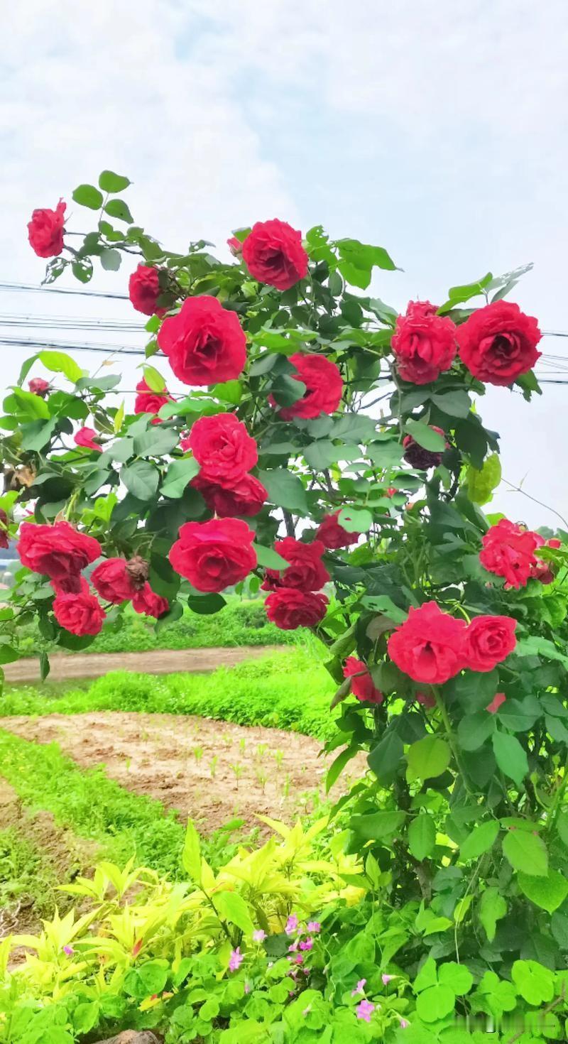 我小叔子过春节一分钱都不花，
从广东回河南坐我们的车，路上吃饭也是我们掏钱。
