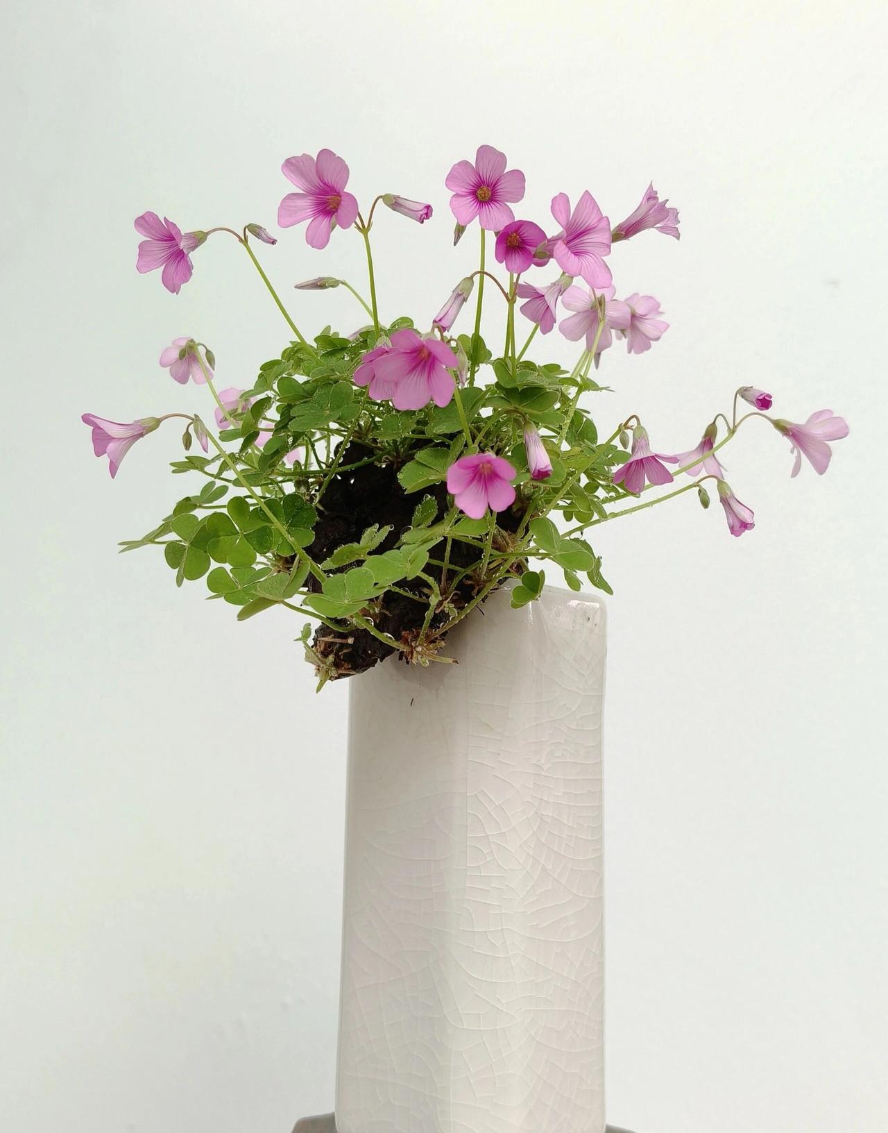 得慢阻肺以后，不少人说，包括医生也说，过冬的时候去海南或者广西北海，那里气候温暖