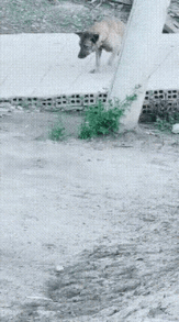 狗：未经他人苦，不要劝我。