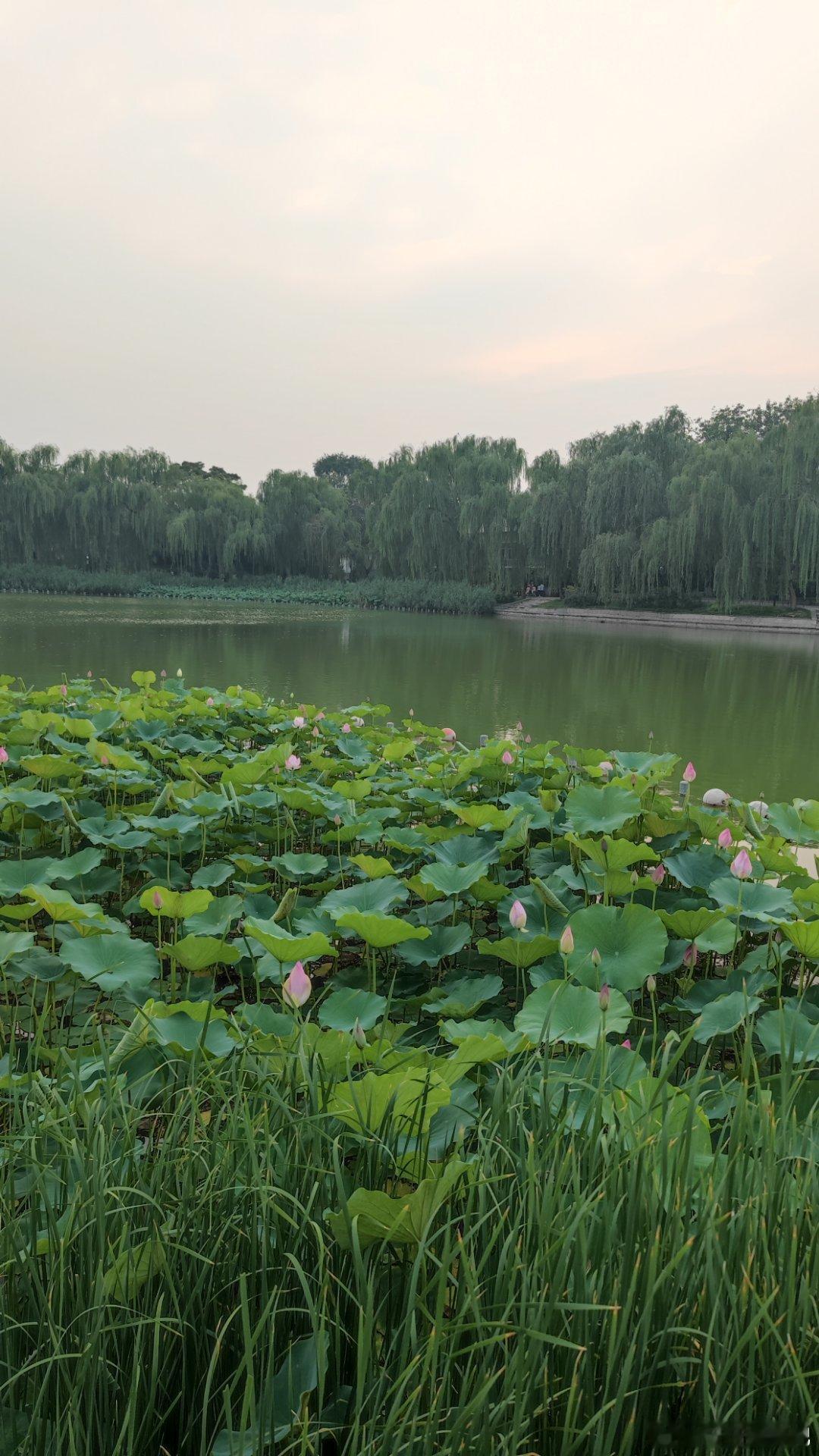 北京陶然亭公园夏日荷花摄影​​​
