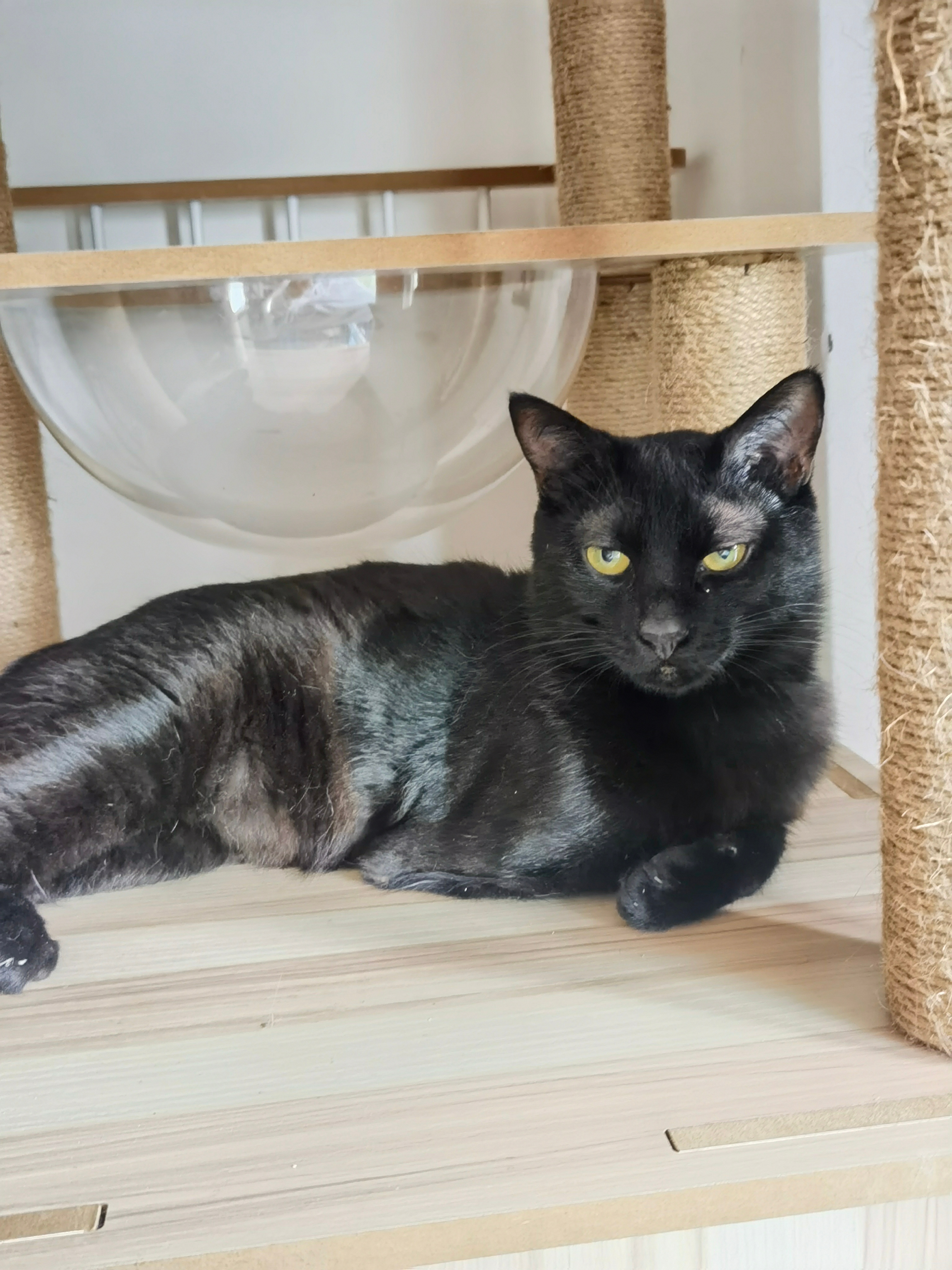 被老鼠夹夹到前肢的新场找家，公猫，1岁左右，能走能跑，亲人，喜欢的请私信我们。 