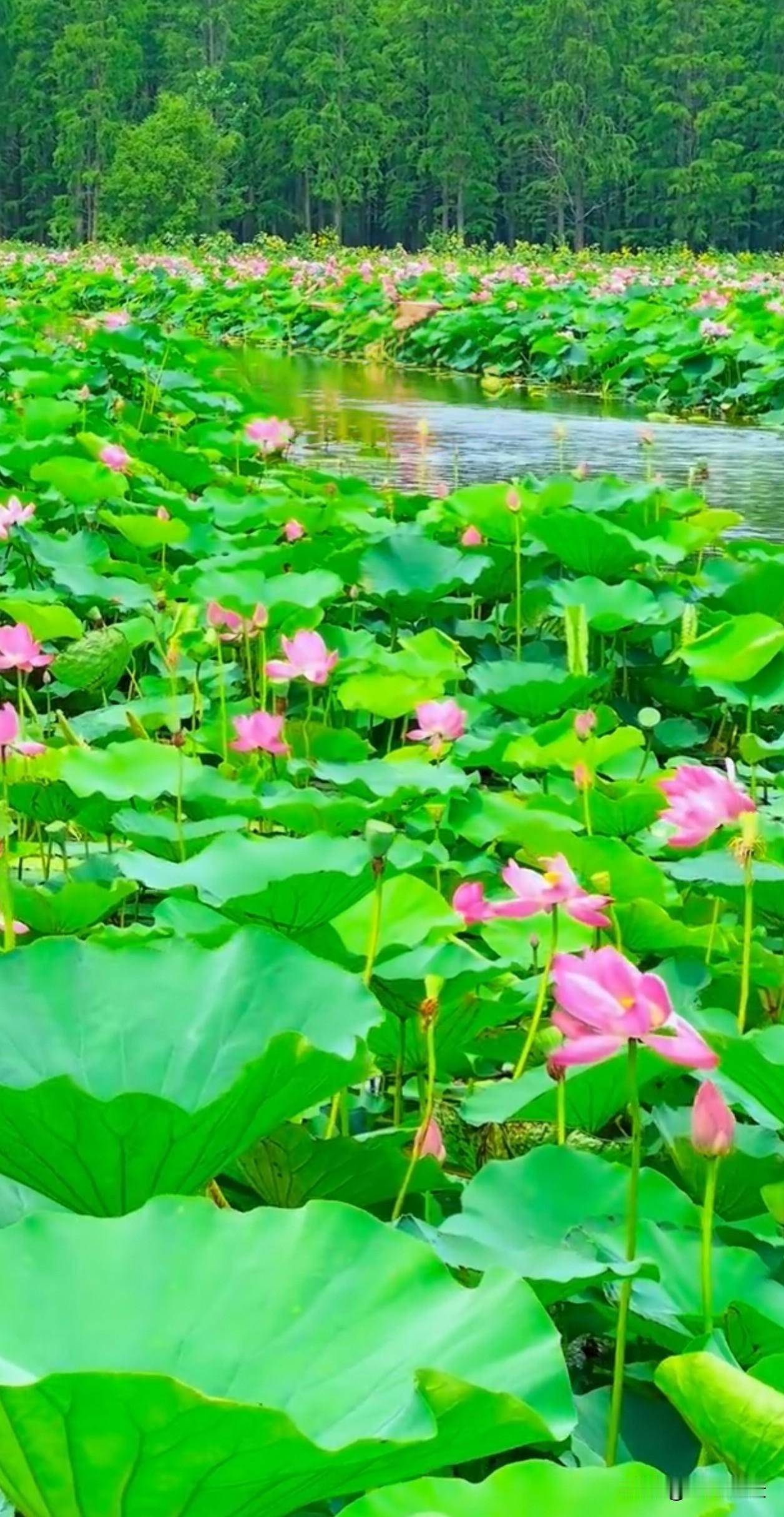 一身清骨承朝露，万般磨砺赴花开。夏日荷花 人生感悟 治愈风景 静心自愈